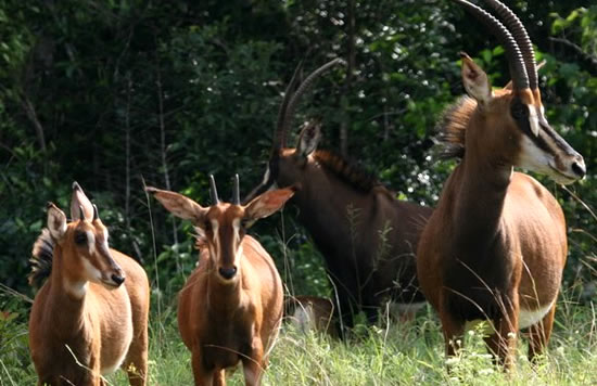Sable Antelopes - Shimba Hills Reserve, Kenya